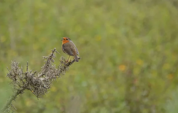 Hermoso Tiro Pájaro Joven Hábitat Natural —  Fotos de Stock