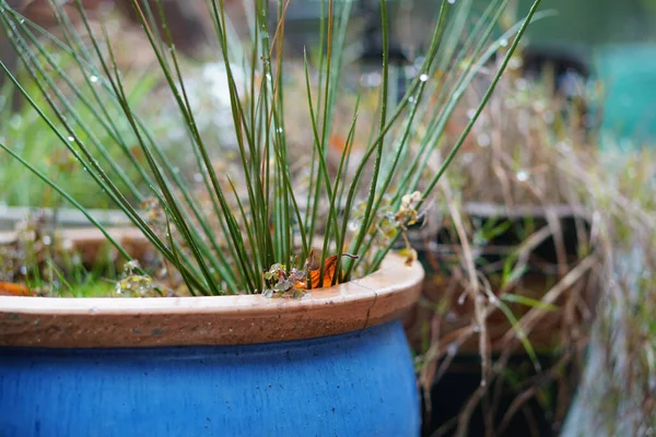 Closeup Shot Beautiful Green Plant Small Pot — Stock Photo, Image