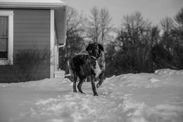 Perro Blanco Negro Nieve —  Fotos de Stock