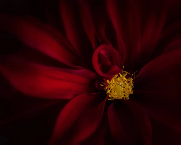 Hermosa Flor Dalia Roja Cerca — Foto de Stock
