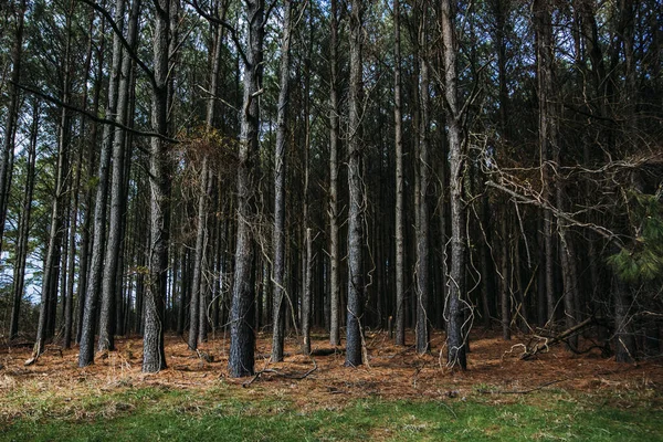 Prachtig Bos Herfst — Stockfoto