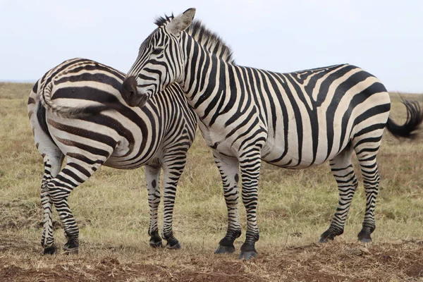 Zebras Der Savanne — Stockfoto