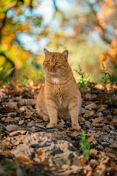 Süße Rote Katze Garten — Stockfoto