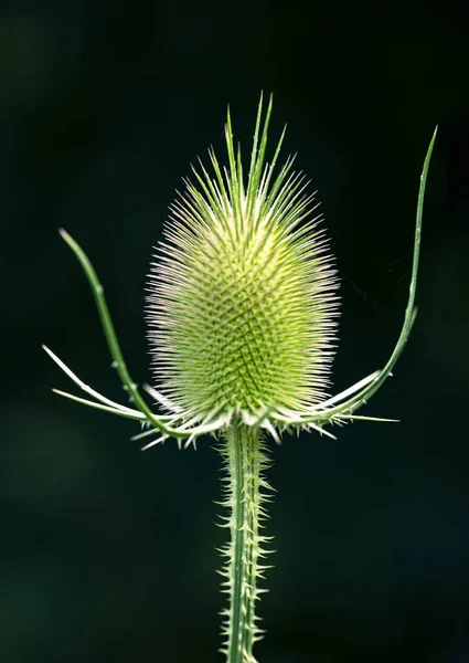 Krásný Botanický Záběr Přírodní Tapety — Stock fotografie