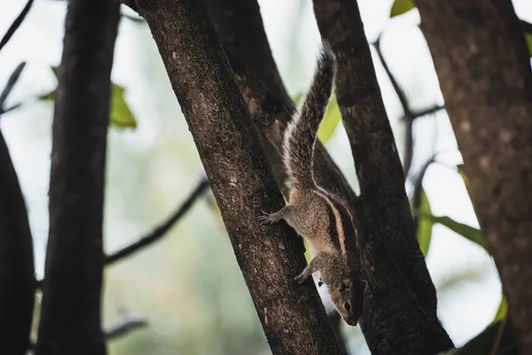 森林里树上的动物特写镜头 — 图库照片