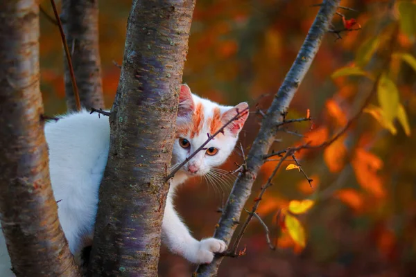 Gato Jardín — Foto de Stock