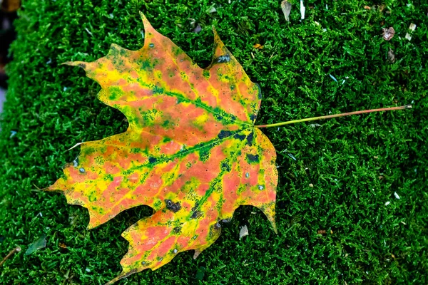 Autumn Leaf Ground — Stock Photo, Image