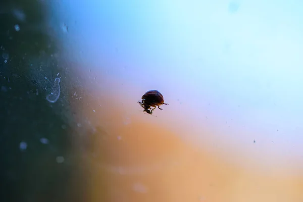 Крупним Планом Знімок Павука Гілці — стокове фото