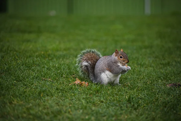 Écureuil Sur Herbe — Photo