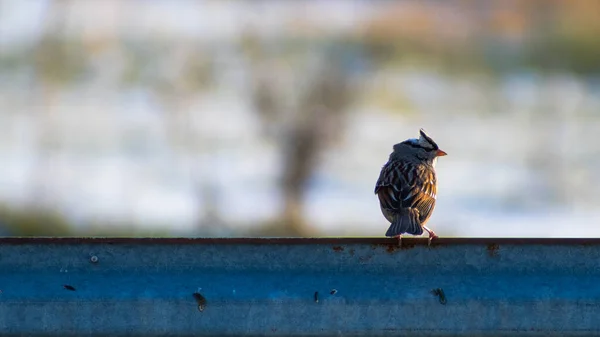 Pássaro Está Sentado Chão Parque — Fotografia de Stock