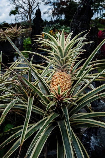 Krásný Botanický Záběr Přírodní Tapety Ananas — Stock fotografie