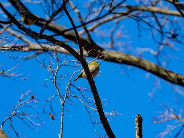 小さな鳥を間近に見ることができます — ストック写真