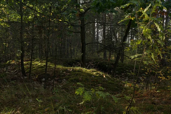 Bela Floresta Nas Montanhas — Fotografia de Stock