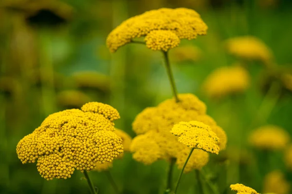 Yellow Flowers Garden — Stock Photo, Image