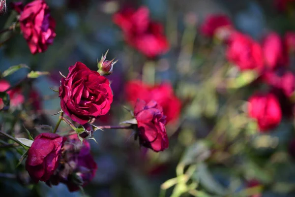 Vackra Rosor Trädgården — Stockfoto