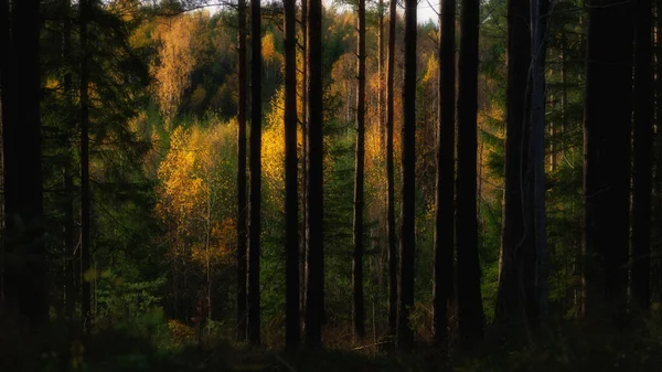 Ağaçlar Yapraklarla Dolu Güzel Bir Sonbahar Ormanı — Stok fotoğraf