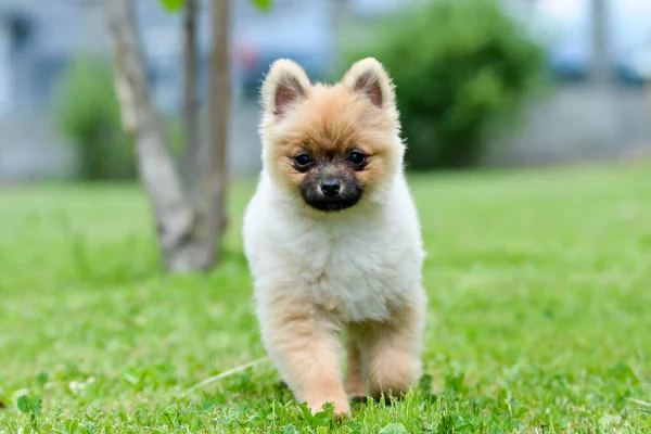 庭の可愛い犬 — ストック写真