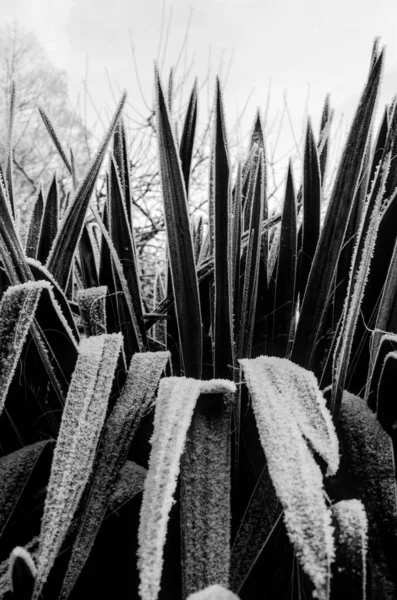 Zwart Wit Foto Van Een Prachtige Botanische Tuin — Stockfoto