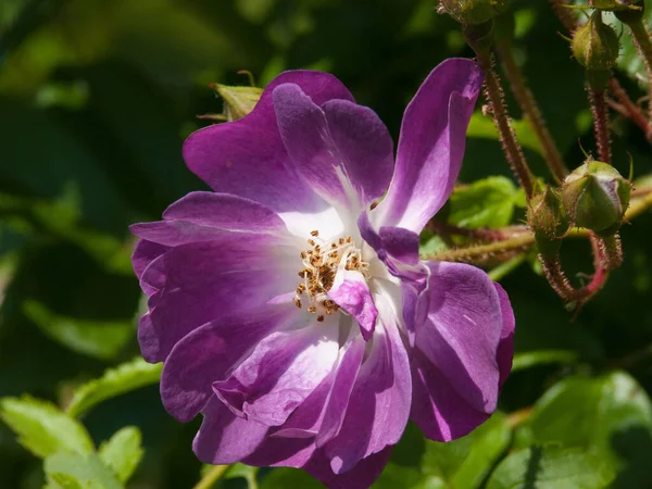 Botanical Shot Flowers Closeup — Stock Photo, Image