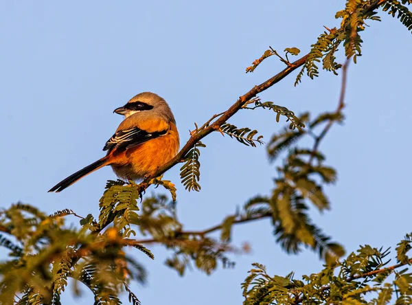 Schöner Vogel Auf Dem Baum — Stockfoto