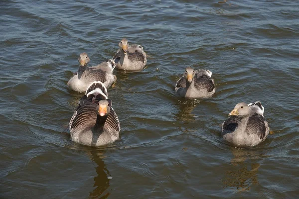 Ducks Water — Stock Photo, Image