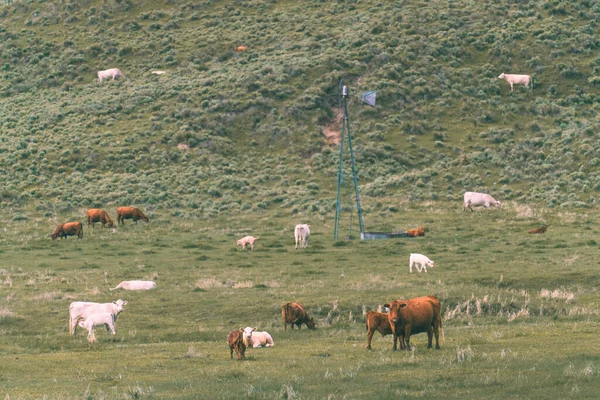 牧场里的奶牛 — 图库照片