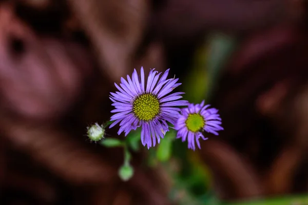 Hermosas Flores Jardín —  Fotos de Stock