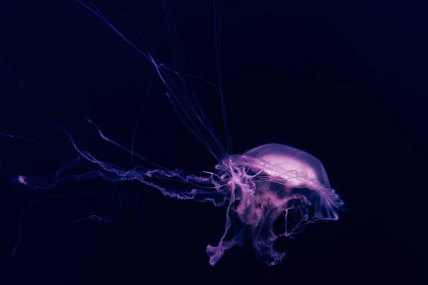Медузы Воде — стоковое фото