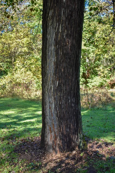 Vacker Utsikt Över Skogen — Stockfoto