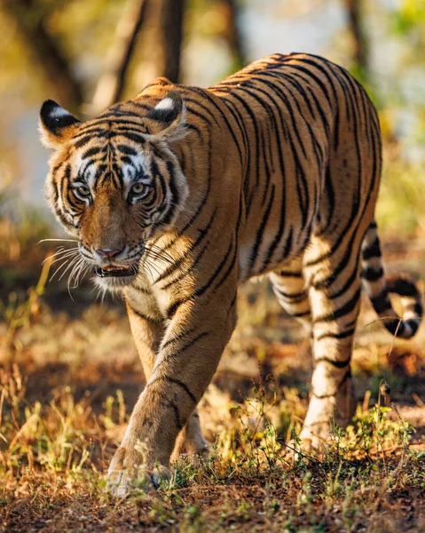 Porträtt Vacker Tiger — Stockfoto