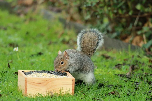 squirrel eating nuts in the garden