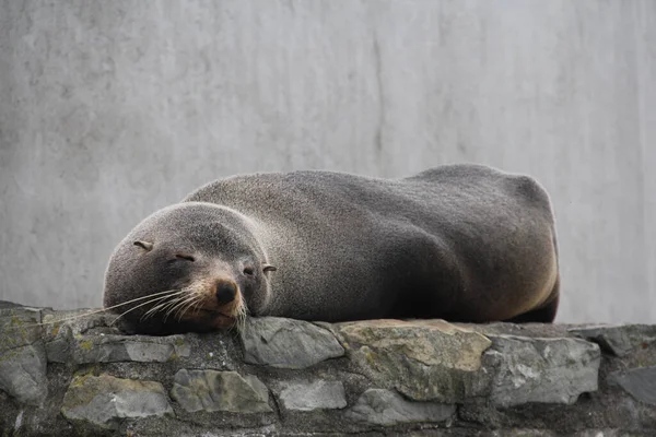 Sea Lion Patagonia Argentina — Stock Photo, Image