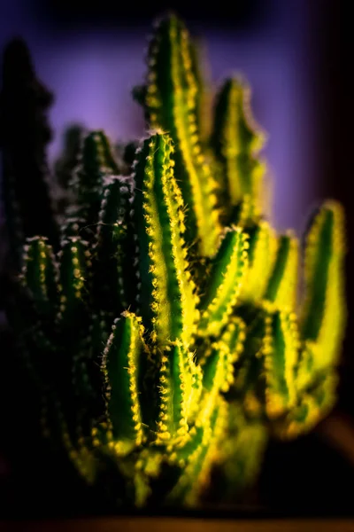 Kaktus Taman — Stok Foto