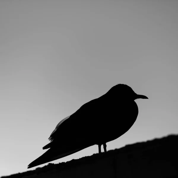 Şehrin Çatısındaki Siyah Karga — Stok fotoğraf