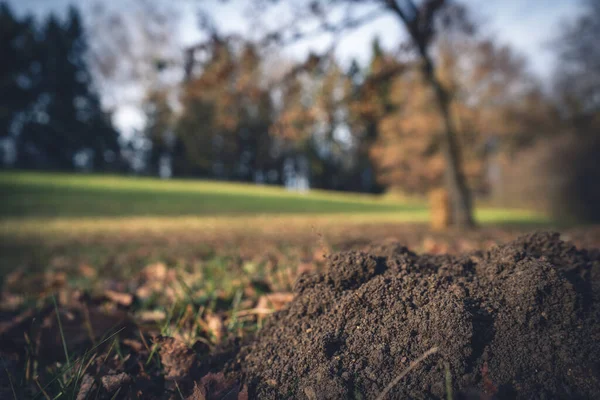 Groen Gras Het Bos — Stockfoto