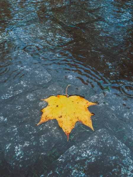 Autumn Leaf Fall Season Flora — Stock Photo, Image