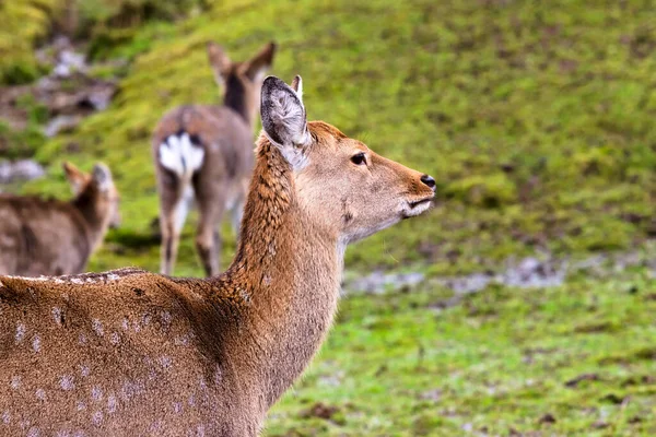 森の中の若い鹿のクローズアップショット — ストック写真
