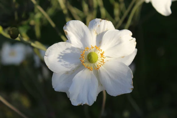 Flor Blanca Jardín —  Fotos de Stock