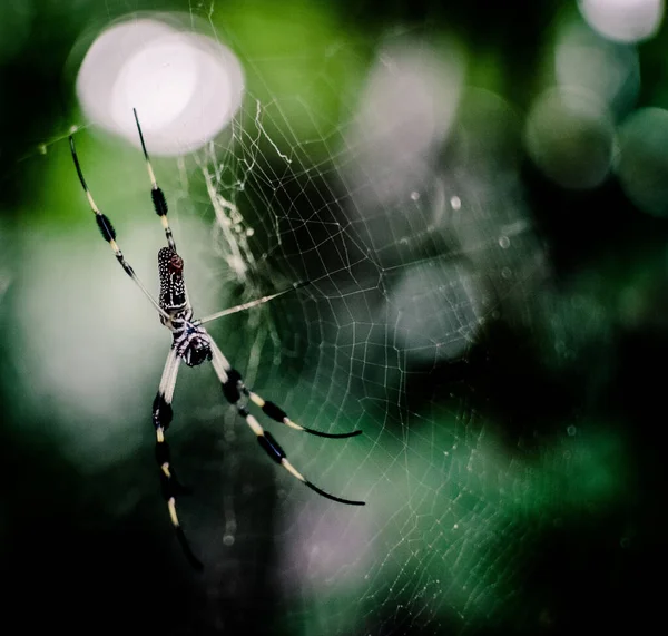 Spider Web Dew Drops Grass — Stock Photo, Image