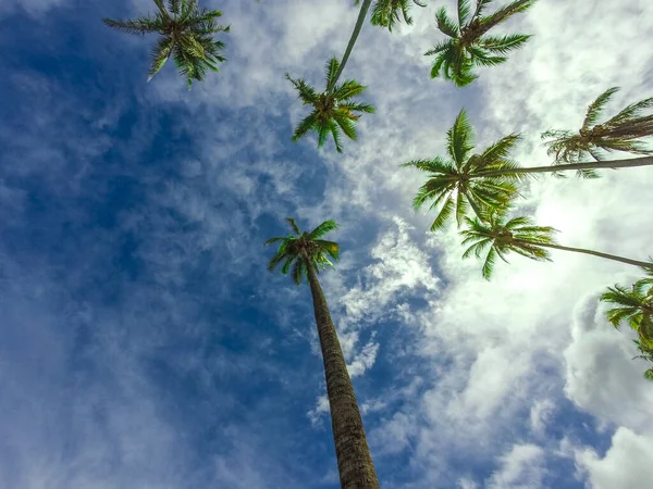 Пальмы Голубым Небом — стоковое фото