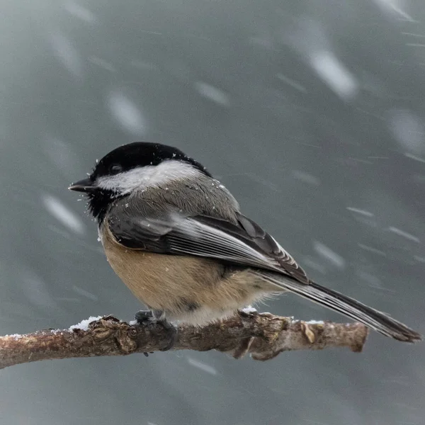 Vogel Auf Einem Ast — Stockfoto