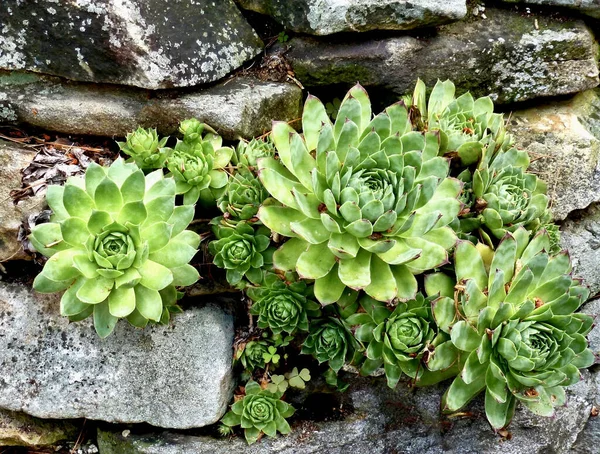 庭の緑の植物 — ストック写真