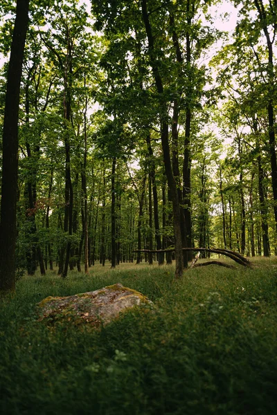 Sabah Güzel Bir Orman — Stok fotoğraf