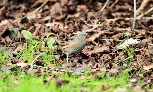 Gros Plan Bel Oiseau Dans Forêt — Photo