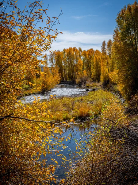 秋天有树木和河流的风景 — 图库照片