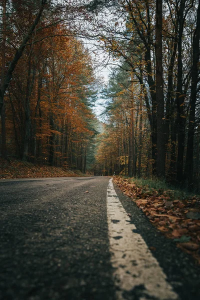 Straße Wald — Stockfoto