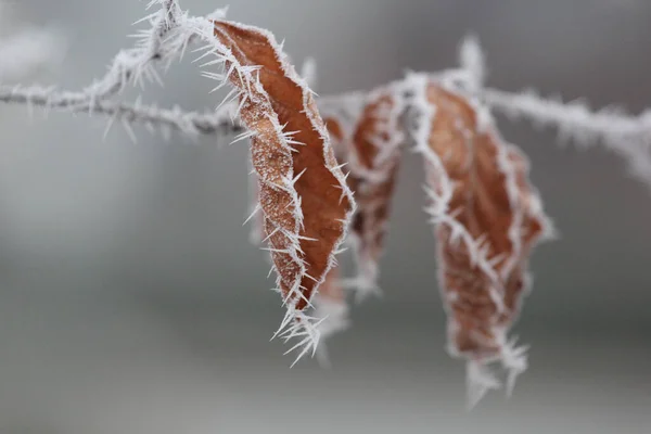 Суха Трава Снігу — стокове фото