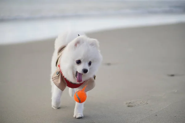 海滩上可爱的狗 — 图库照片