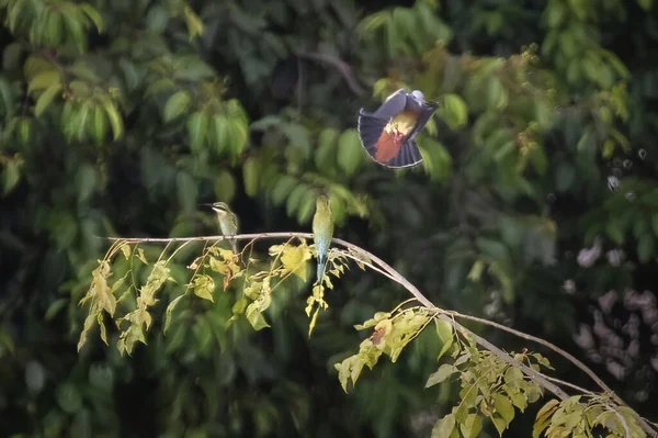 Primo Piano Bellissimo Uccello Giardino — Foto Stock