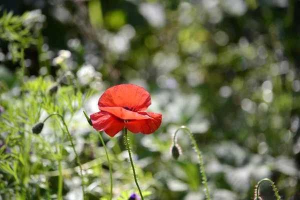 現場の赤いケシの花 — ストック写真